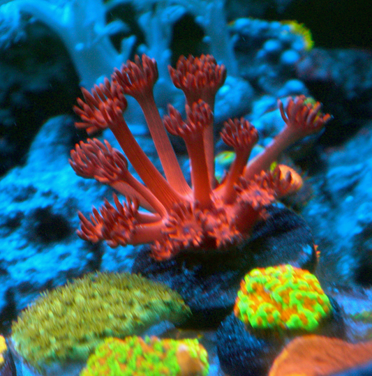 Cherry Blast Red Goniopora Coral LPS Reef Tank