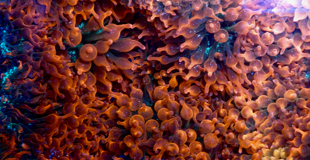 Rose Red Green Bubbletip Anemone BTA Coral Reef Aquarium - Reef Gardener