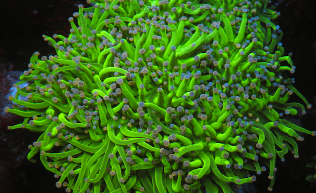 Cotton Candy Pink Tip Torch Coral Coral Reef Aquarium