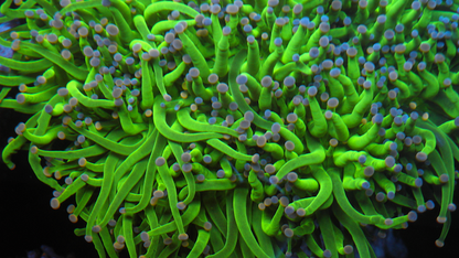Cotton Candy Pink Tip Torch Coral Coral Reef Aquarium