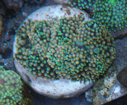 Aqua Rose Ricordea Yuma Coral Reef Aquarium Fish Tank