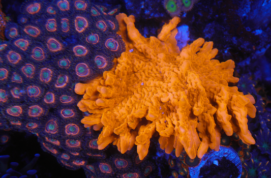 Flaming Orange Red Montipora Setosa SPS Coral Reef Aquarium 2 - Reef Gardener