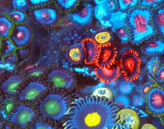 Citrus Cooler and Bambam Zoanthids