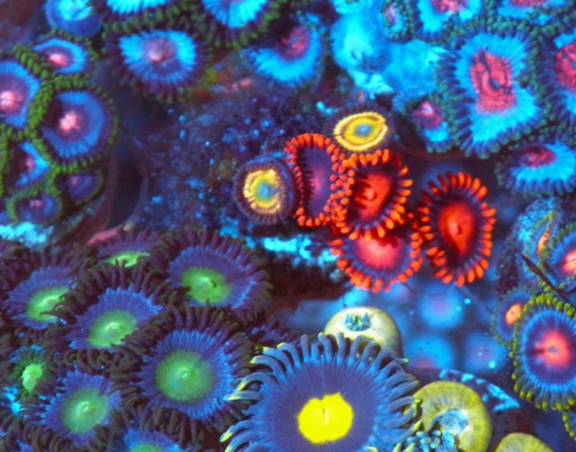 Citrus Cooler and Bambam Zoanthids