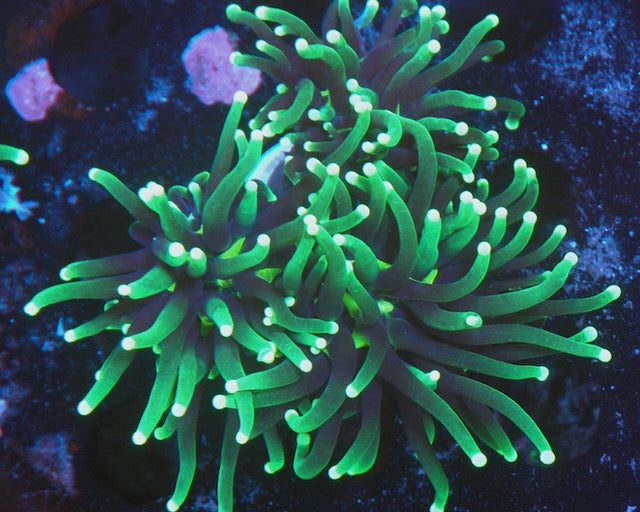 Firefly Neon Green Torch Coral LPS Euphyllia Coral Reef Aquarium