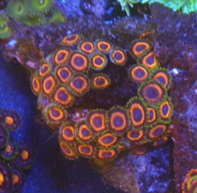Fireball Flower Rock Anemone Build Your Own Pack