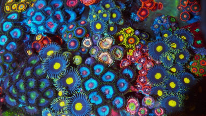 Blowpop Pink Zoanthids Zoa Palythoa Coral