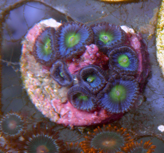 Blue AOI Zoanthids Reef Aquarium Coral Saltwater