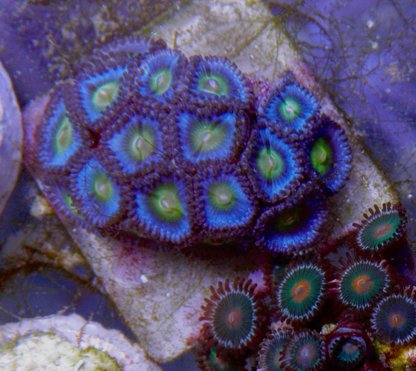 True Blue AOI Zoanthids Coral Reef Aquarium 2