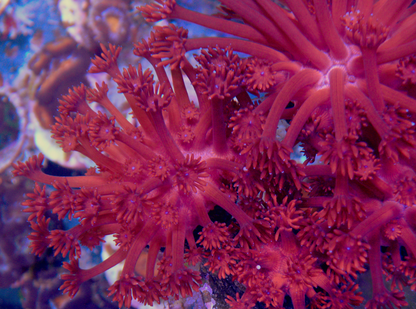 Cherry Blast Red Goniopora Coral Reef Aquarium Large
