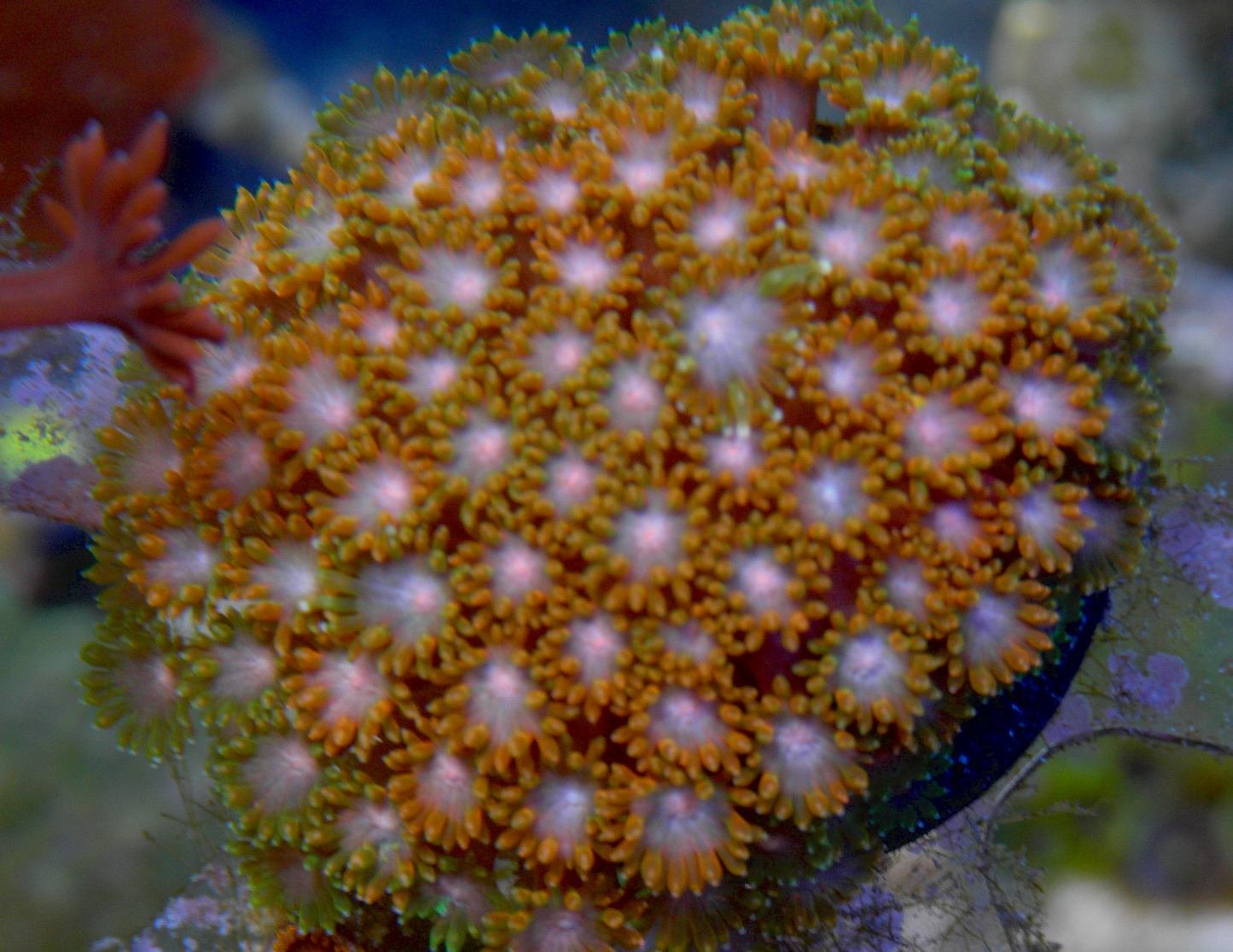 Rainbow Goniopora Coral LPS Reef Aquarium 2