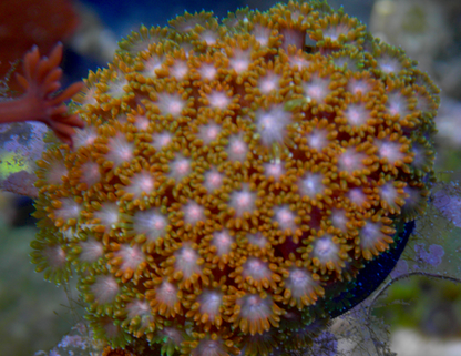 Rainbow Goniopora Coral LPS Reef Aquarium 2