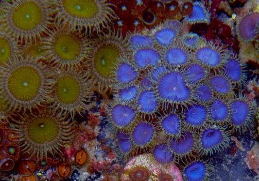 Blue Death Palythoa Zoas Zoanthid Coral Reef Aquarium 2