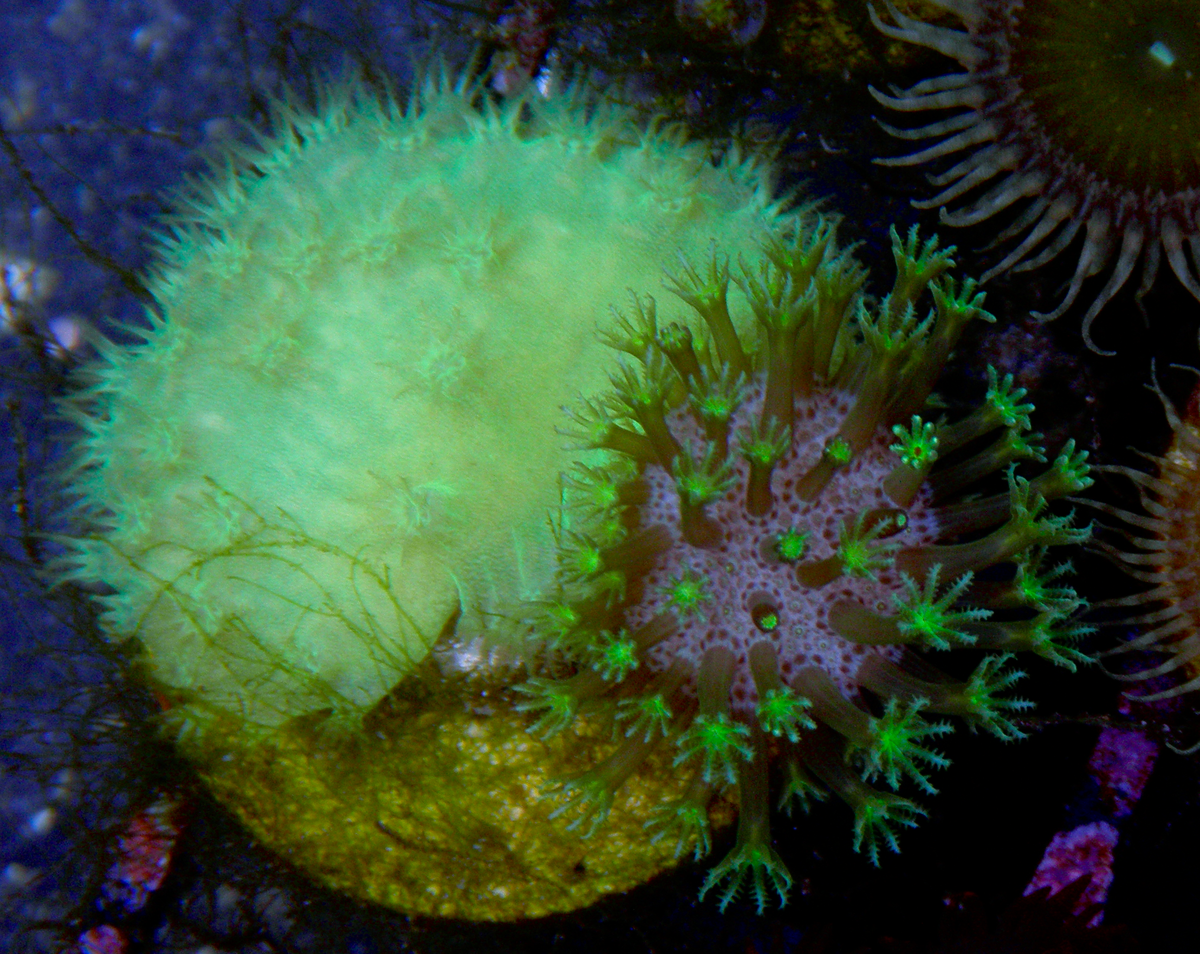 Radioactive Green Cabbage Leather Coral Reef Aquarium