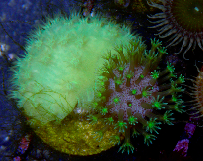 Radioactive Green Cabbage Leather Coral Reef Aquarium