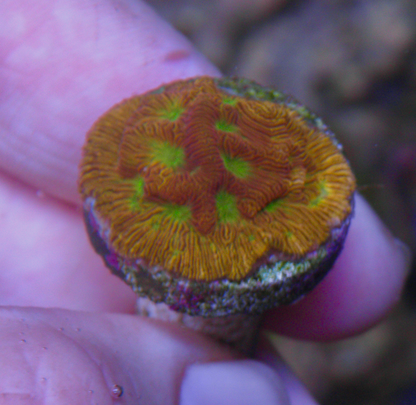Orange Lethal Leptoseris Coral Reef Aquarium Jason Fox