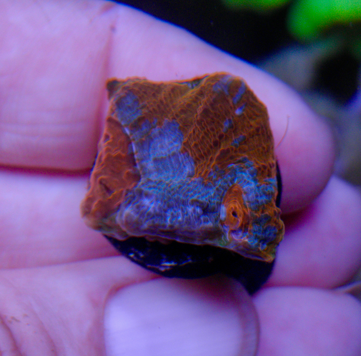 Goku Rainbow Orange Chalice LPS Coral Reef Aquarium