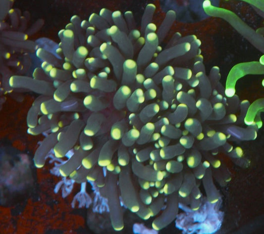 Gold Tips Torch Coral LPS Euphyllia Coral Reef Aquarium