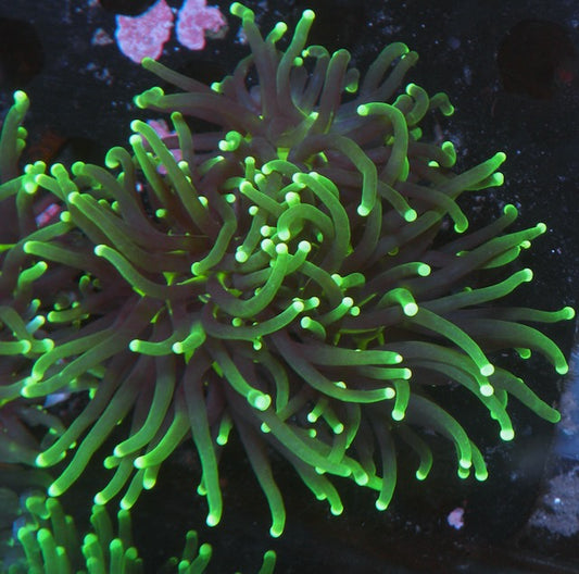Firefly Neon Green Torch Coral LPS Euphyllia Coral Reef Aquarium 2