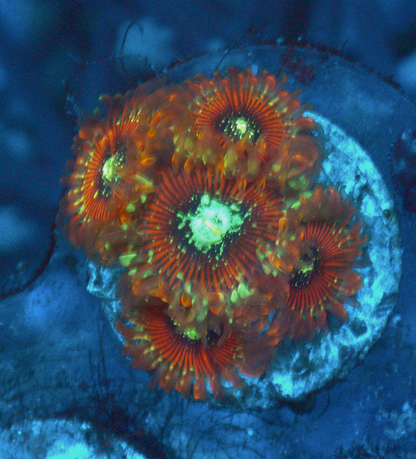 Magician Palythoa Zoanthids Coral Reef Aquarium 2