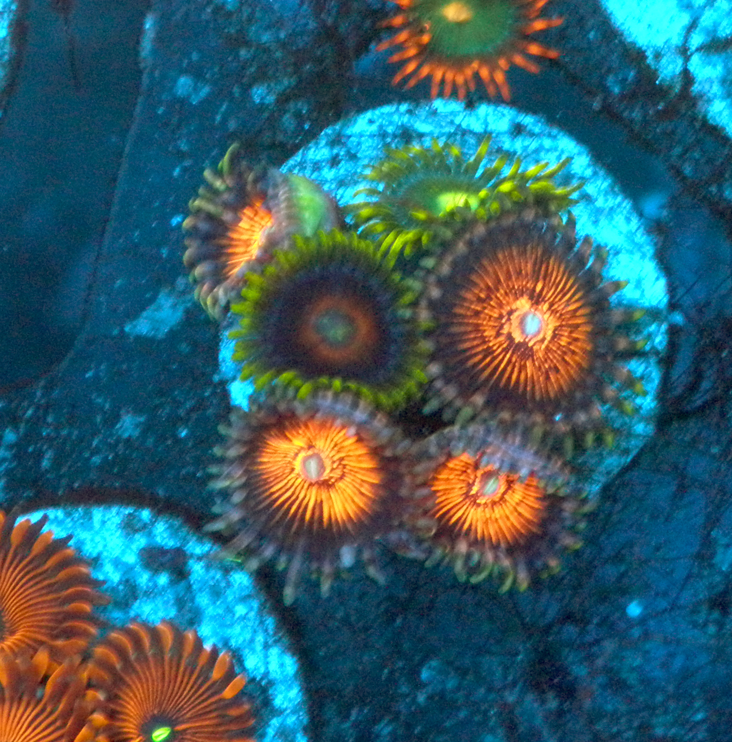 God of War Mix Zoanthids Saltwater Reef Tank Aquarium