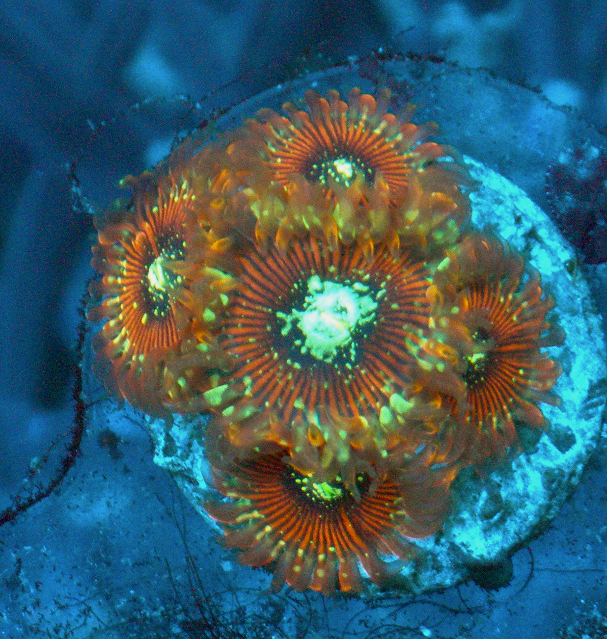 Magician Palythoa Zoanthids Coral Reef Aquarium 2