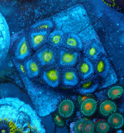 True Blue AOI Zoanthids Coral Reef Aquarium 2