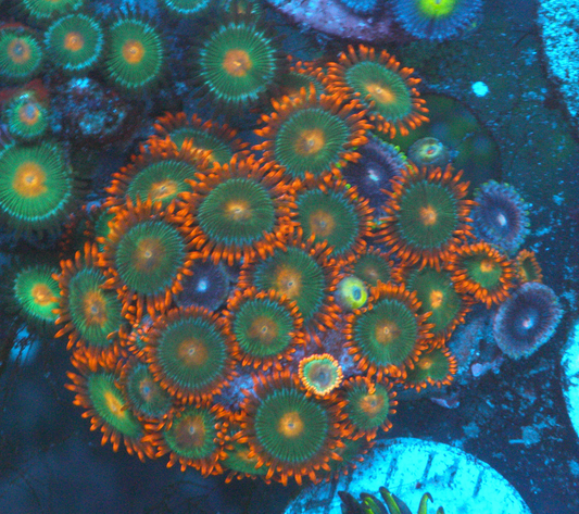 Strawberry Gatorade Orange Zoanthids Zoas Coral Reef