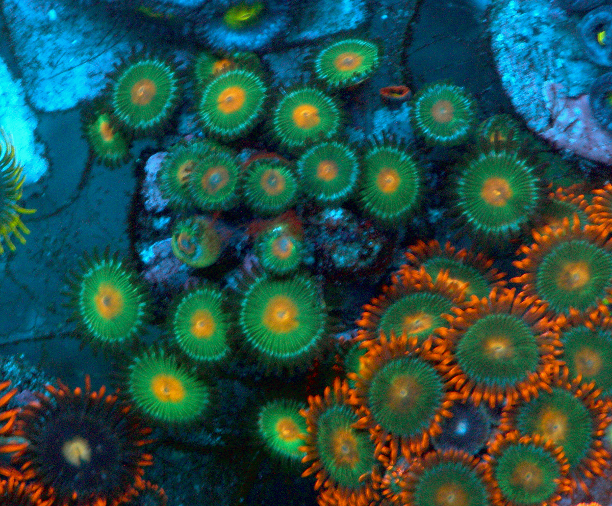 Gorilla Nipple Orange Reef Aquarium Coral
