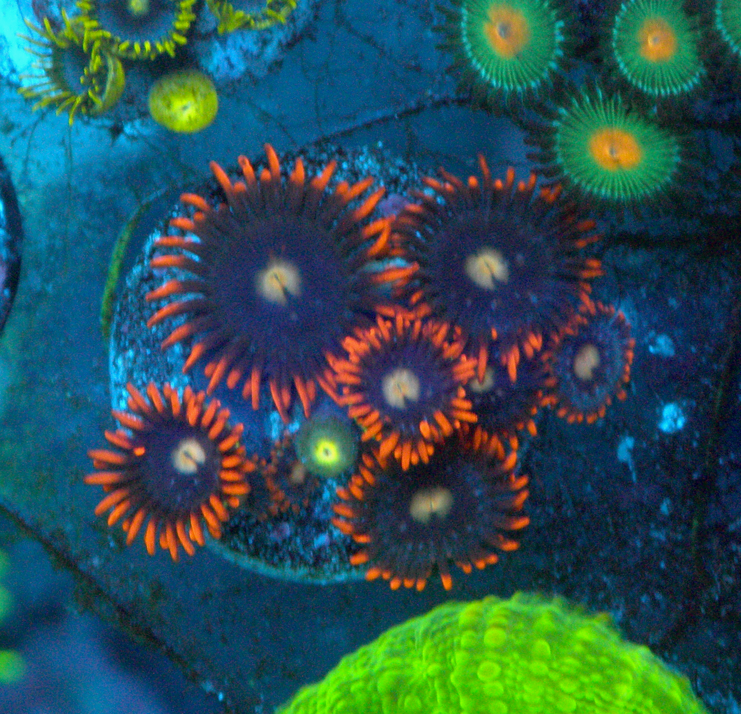 Blackhole Sun Zoanthids Coral Reef Aquarium Zoas