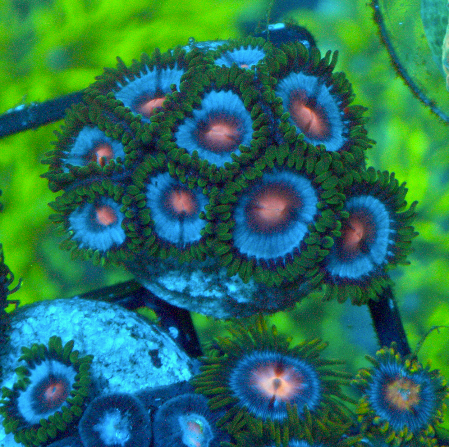 Miami Vice Caribbean Blue with Pink Mouth Zoanthids 2