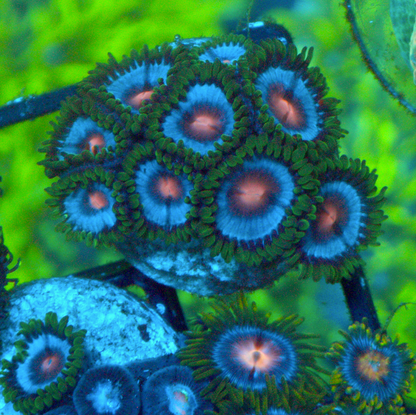 Miami Vice Caribbean Blue with Pink Mouth Zoanthids 2