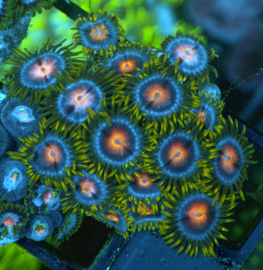 Blowpop Pink Zoanthids Coral Reef Aquarium