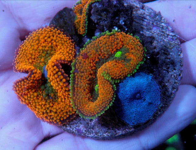 Tangerine Grove and Blue Mushroom ricordea coral reef