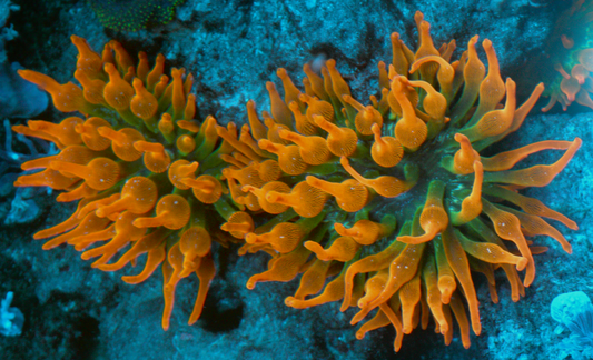 Cherry Red Bubble Tip Anemone Clownfish Coral BTA