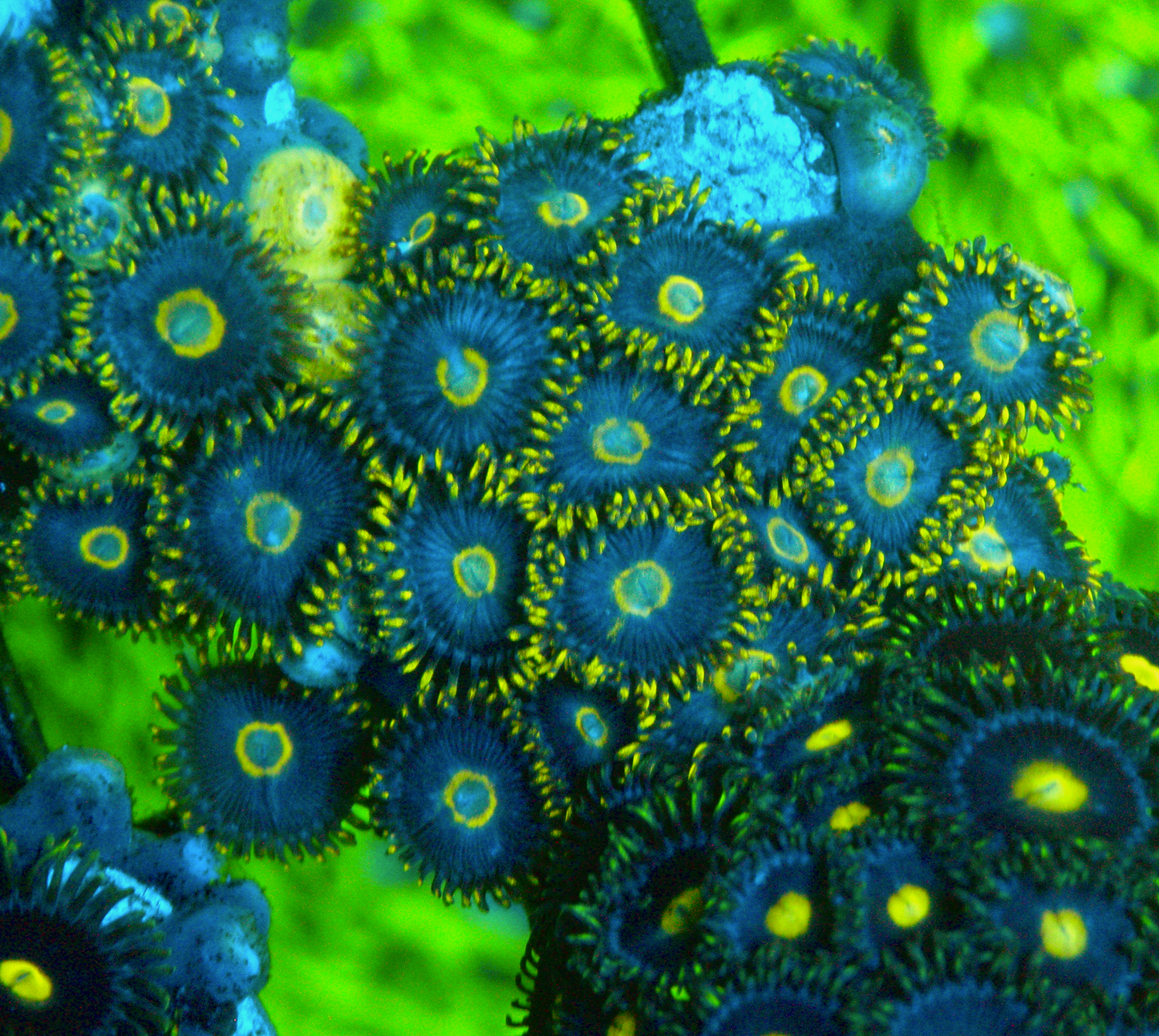 Hyacinth Macaw Vice Blue Zoanthids Zoa Coral Reef Aquarium