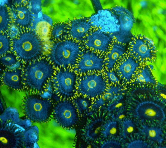 Hyacinth Macaw Vice Blue Zoanthids Zoa Coral Reef Aquarium