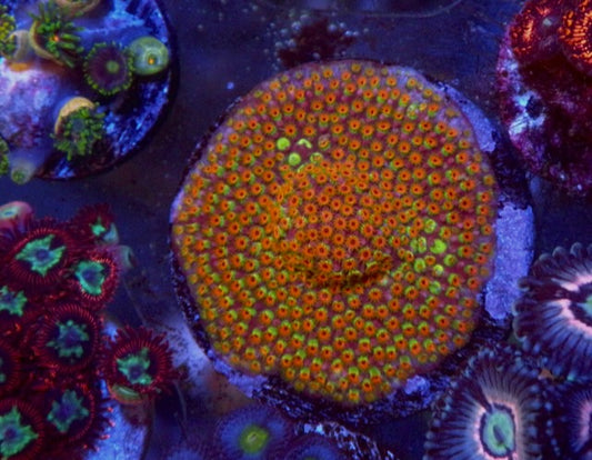 Looney Tunes Rainbow Stylocoeniella Coral Reef Aquarium WWC 2