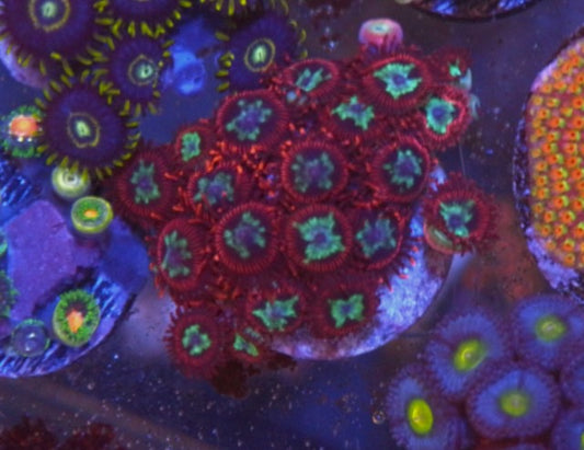 Red Pornstar Zoanthids Coral Reef Aquarium Saltwater