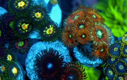 Magician Palythoa Zoanthids Coral Reef Aquarium