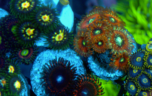 Magician Palythoa Zoanthids Coral Reef Aquarium