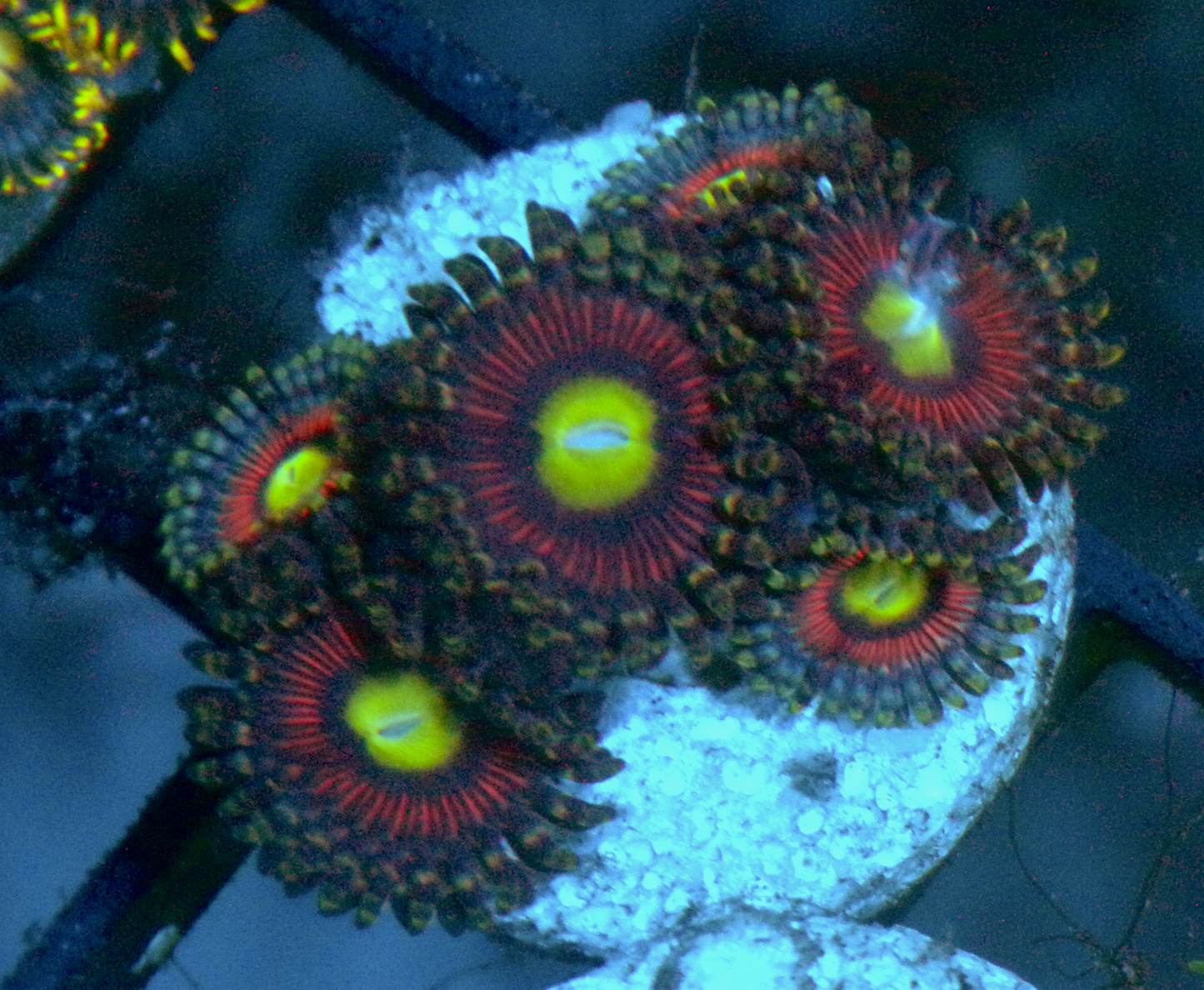 Pink Cat Eye Zoanthids Coral Zoa Reef Aquarium