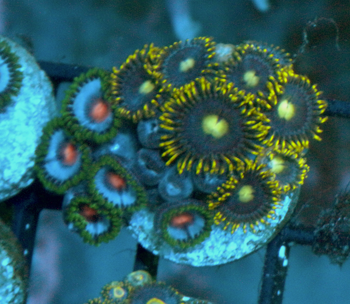 Miami Vice Caribbean Blue Lunar Landing Zoanthids
