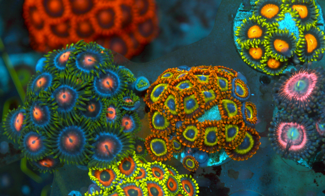 Orange Fruit Loop Zoanthids Coral 3