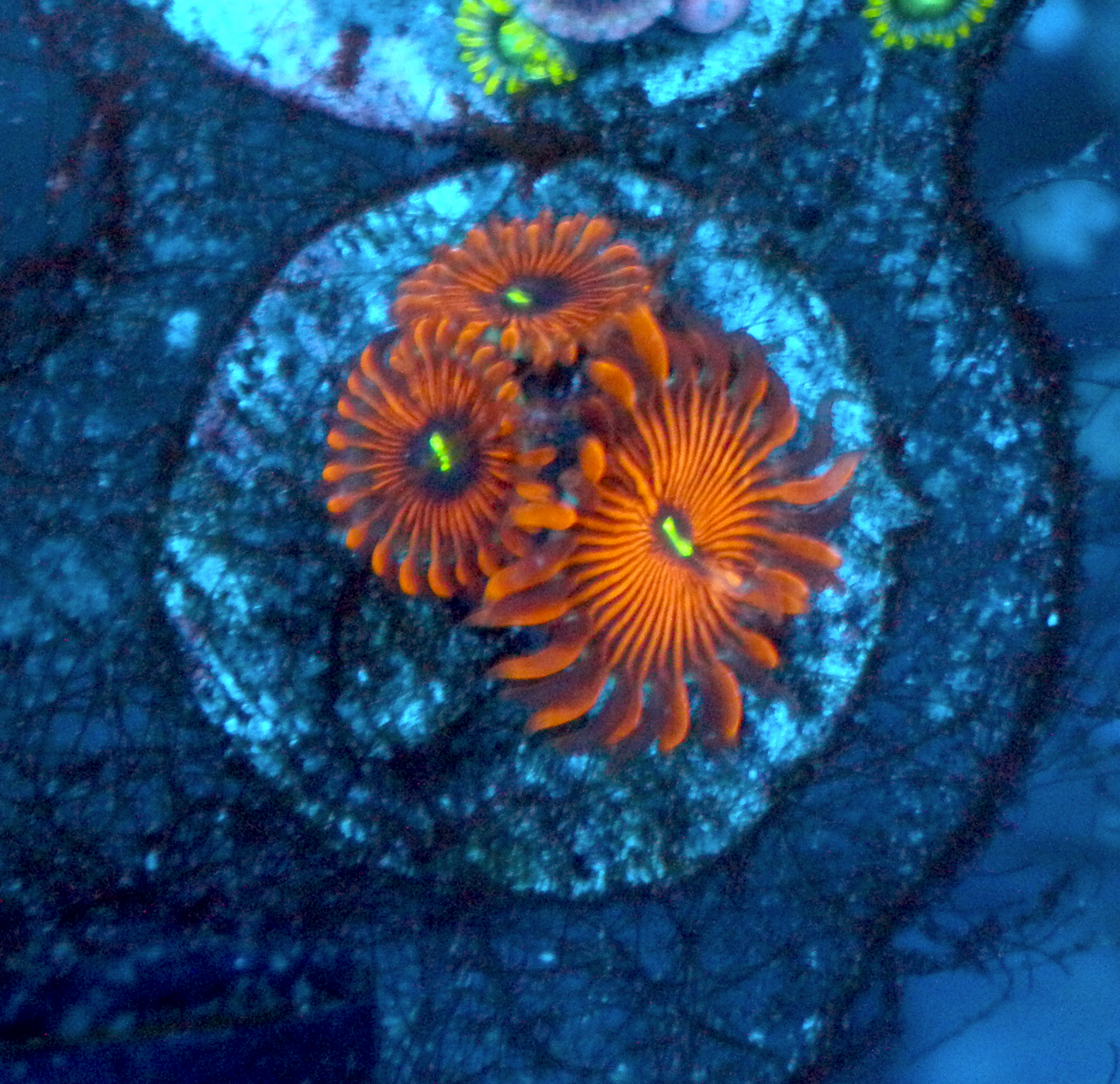 Orange Envy PE Palythoa Zoanthid Coral 2