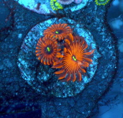 Orange Envy PE Palythoa Zoanthid Coral 2