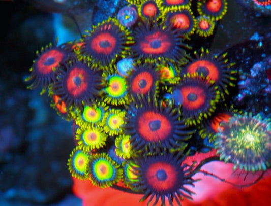 Big Eagle Eye and Rasta Zoanthids Reef Aquarium Saltwater