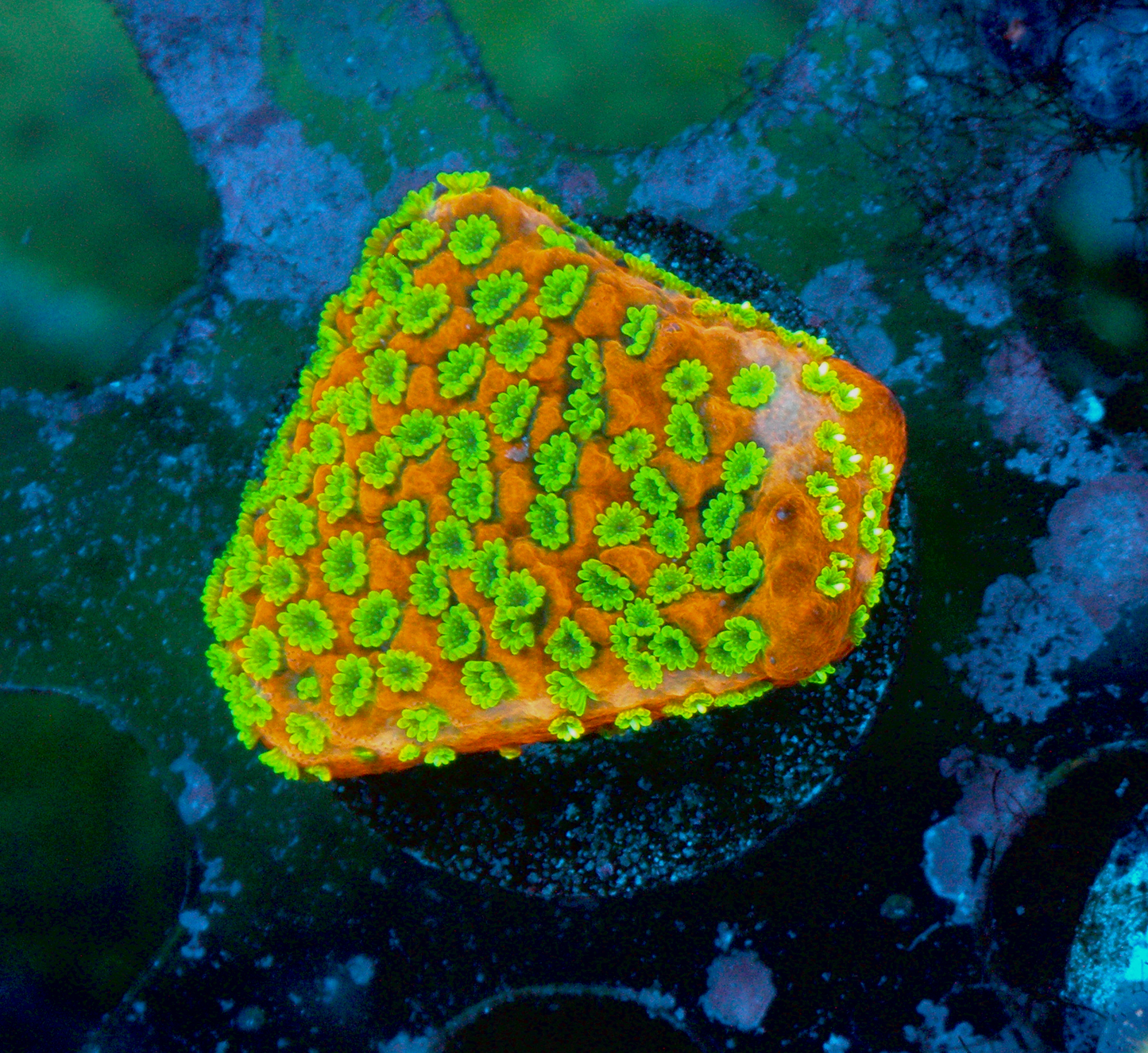Tyree Sunset Montipora Encrusting SPS Beginner Aquarium