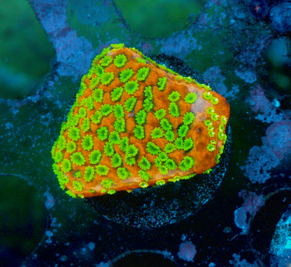 Tyree Sunset Montipora Encrusting SPS Beginner Aquarium