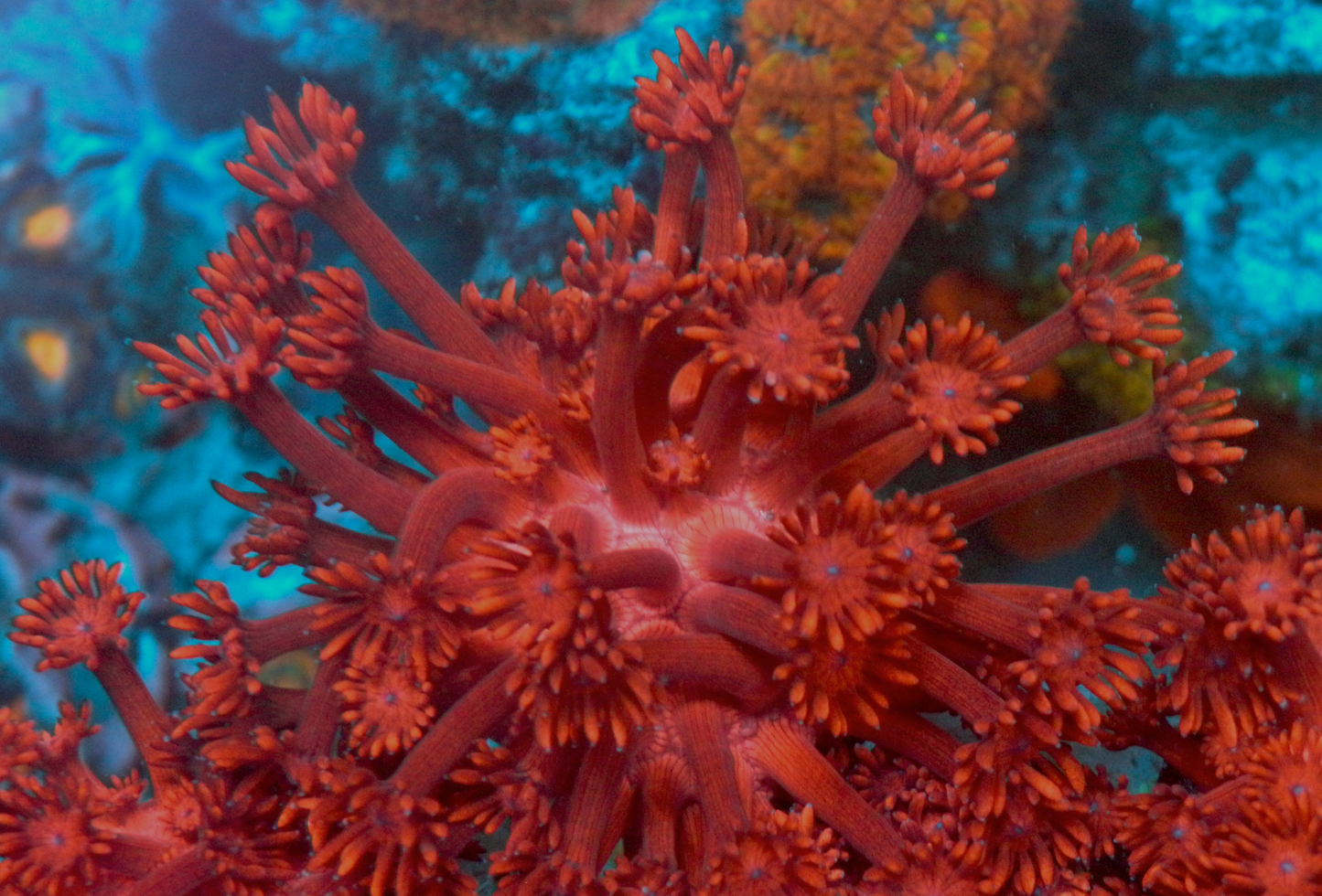 Cherry Blast Red Goniopora Coral Reef Aquarium Large